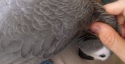 perroquets gris du gabon amazone cacatoès ara
