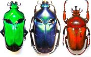 ENTOMOLOGIE site ENTOMOLOGIQUE ENTOMOBOUTIQUE